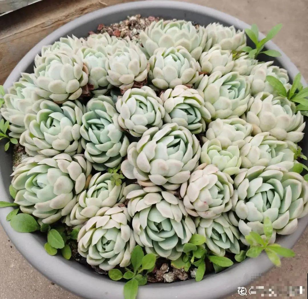 9种花,夏天休眠了,一定少浇水,否则越浇越死 9种花,夏天休眠了,一定少浇水,否则越浇越死