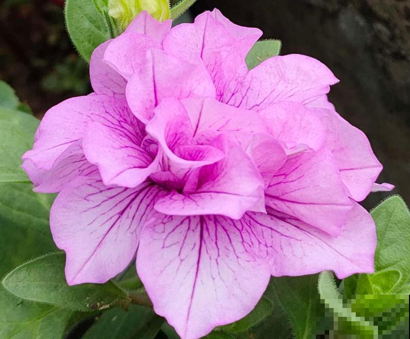 正在开花的植物,不要施肥,不然花苞全掉了 正在开花的植物,不要施肥,不然花苞全掉了