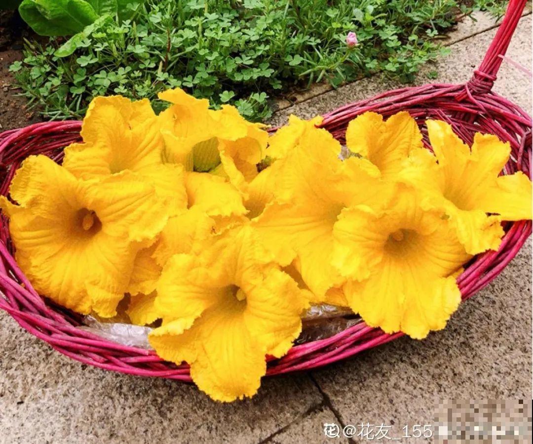 家门口的木槿花，裹上面炸一炸，外酥里嫩香喷喷