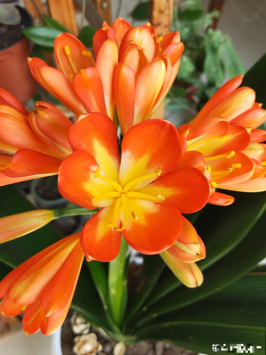 换盆时间到,换好后植物呼呼长,不换全年不开花 换盆时间到,换好后植物呼呼长,不换全年不开花