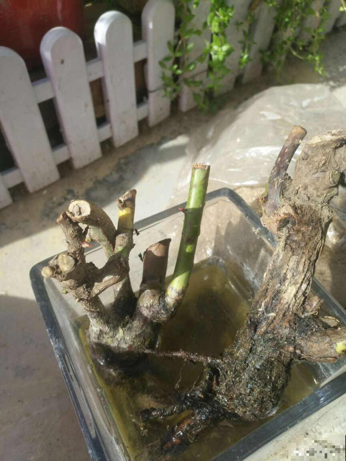 秋天“花骗子”真多,看到这4种花要谨慎,小心上当受骗 秋天“花骗子”真多,看到这4种花要谨慎,小心上当受骗