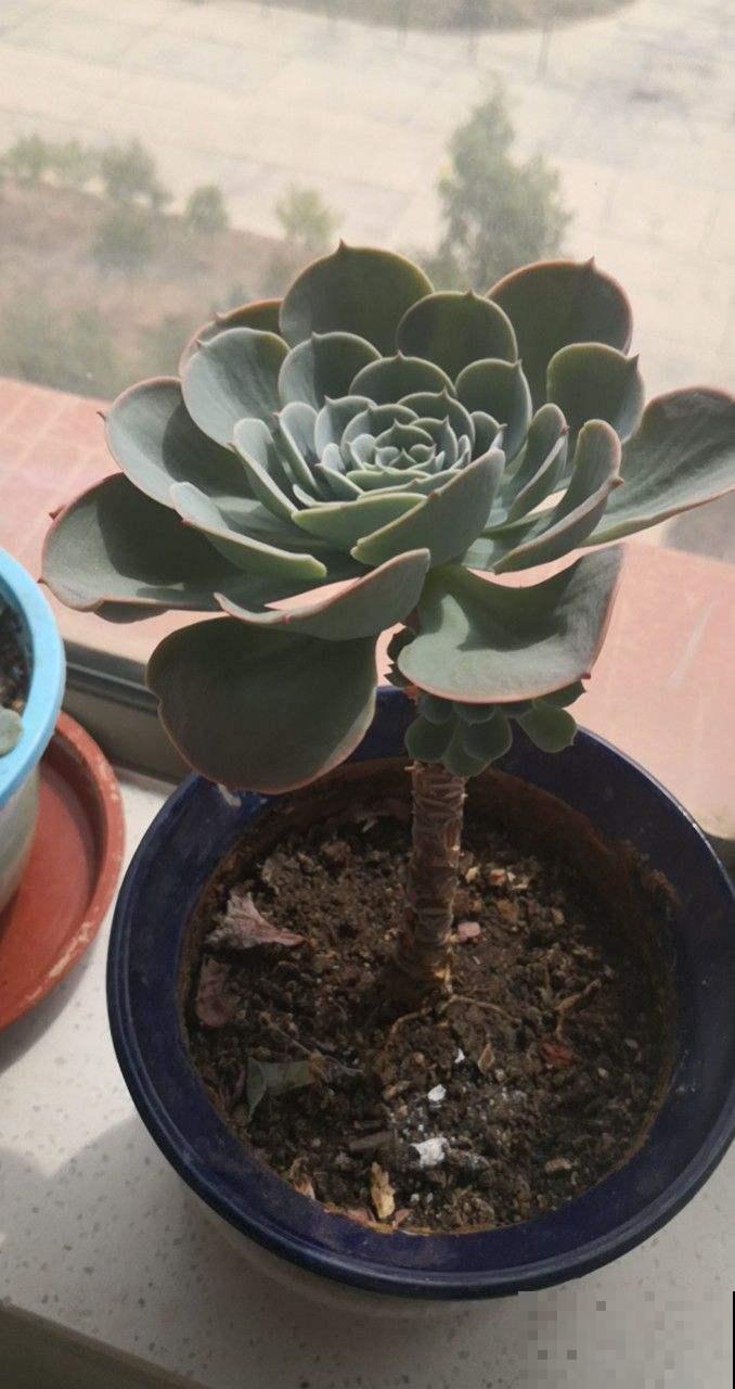 想在夏天养多肉?看看这5种,放在阳台无压力 想在夏天养多肉?看看这5种,放在阳台无压力