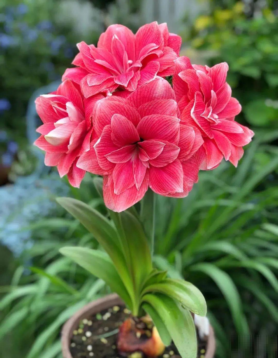 家里养盆朱顶红，开花个个比脸大，牛年养它“注定红”！