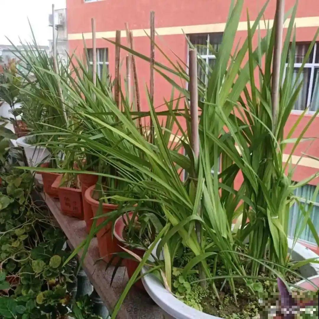 开花超香的香雪兰，夏天叶子全黄了，挖出满盆小球，大丰收！