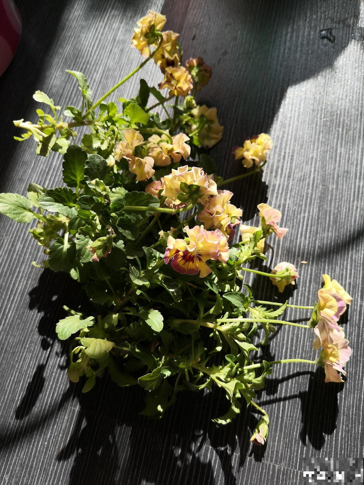 花朵中的“爆花机器”，初秋正是生长旺季，越“掐”花越多