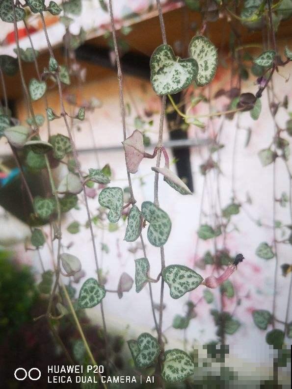 耐阴好养的“绿窗帘”，掐根枝条就能养，屋里没光也能长爆盆