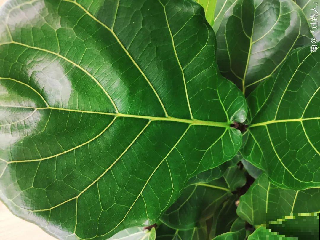 吊兰喝点淘米水，长成“爆炸头”，旺的不得了