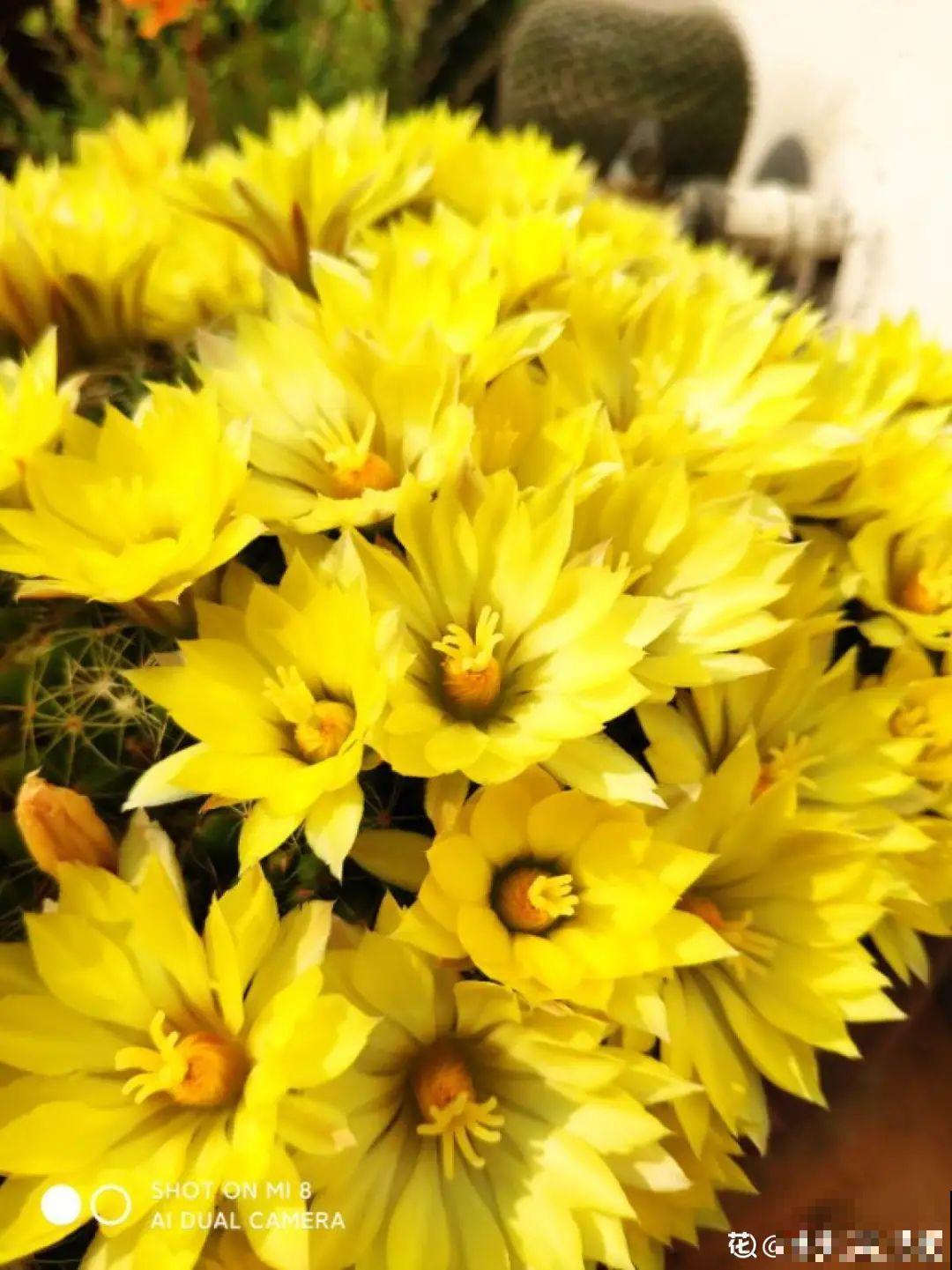 8种花名字里带金,听着就富贵,赶紧养一盆 8种花名字里带金,听着就富贵,赶紧养一盆