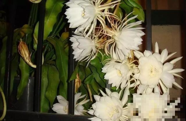 你出生在哪一天，那一天对应的花，就是你的幸运花（上）