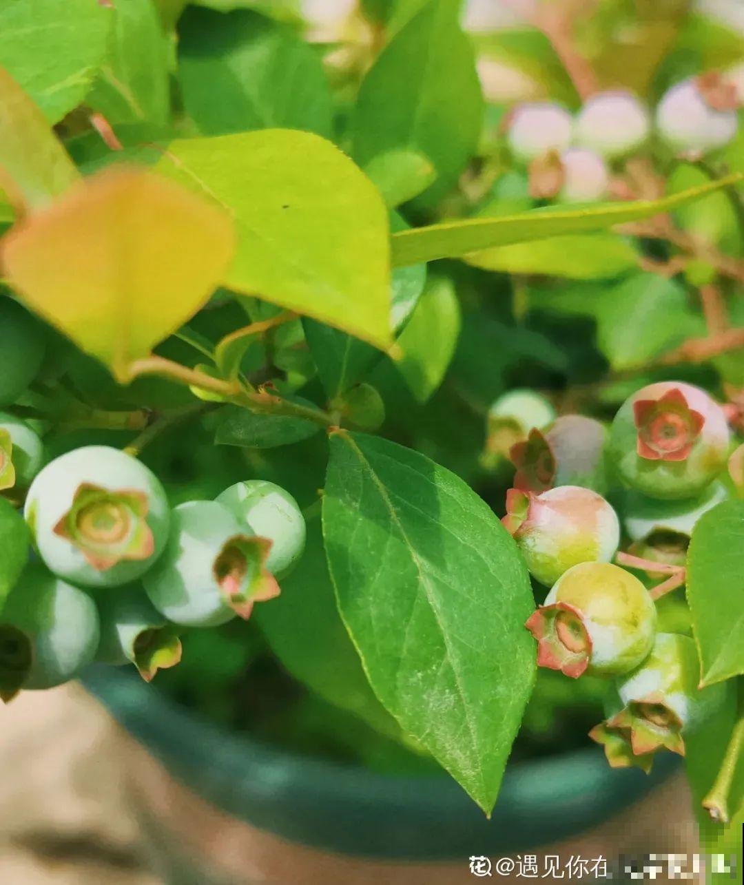 南北方都能养的蓝莓，家里种一棵，果子又大又甜