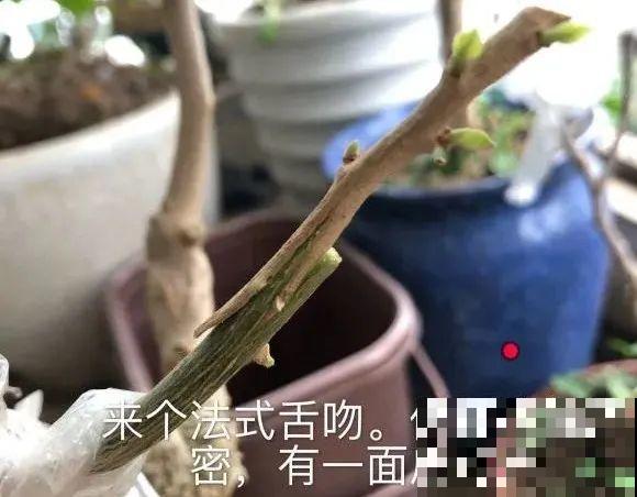 养了30年的玉树,扦插开出9色花,快来沾沾喜气 养了30年的玉树,扦插开出9色花,快来沾沾喜气