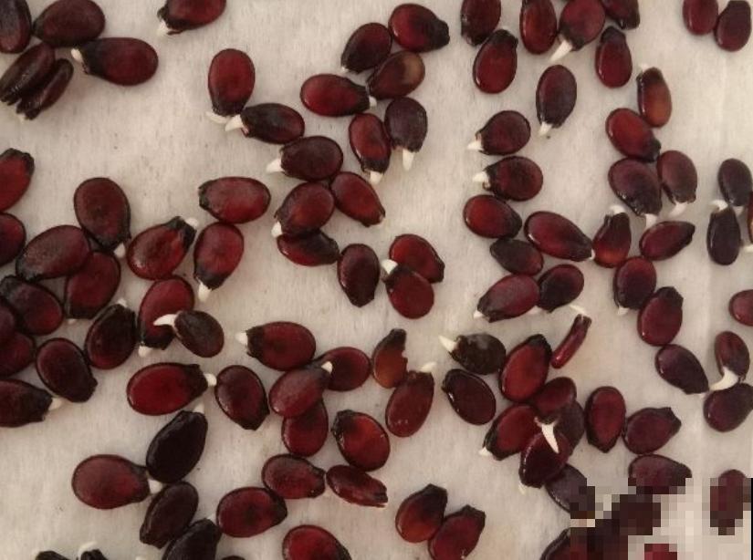 种不出瓜果怎么办？注意催芽过程的3个方面，不怕种子不发芽