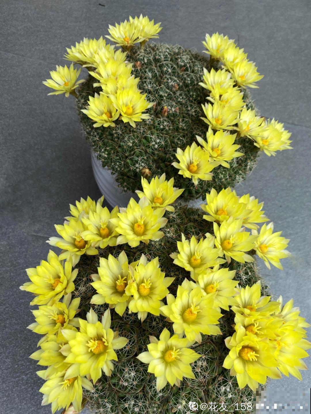 养花大神的爆花技巧，我给大家偷来了，赶紧学