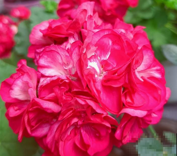 有个小院子可头疼了，新手不知种什么花，快来看看