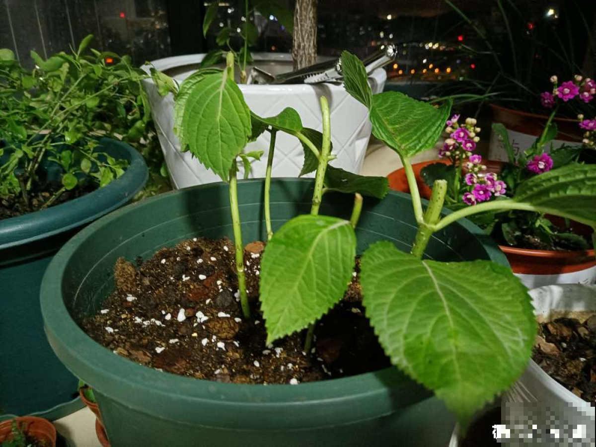 绣球花开得没去年好，赶紧剪两刀，不然一年比一年差