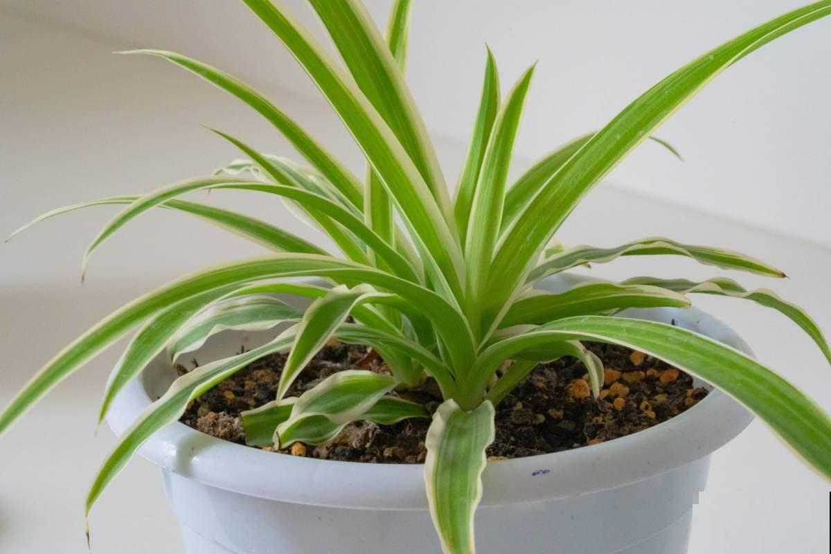 净化空气一把手,这5种植物家中常备,没有的赶紧抱回家 净化空气一把手,这5种植物家中常备,没有的赶紧抱回家