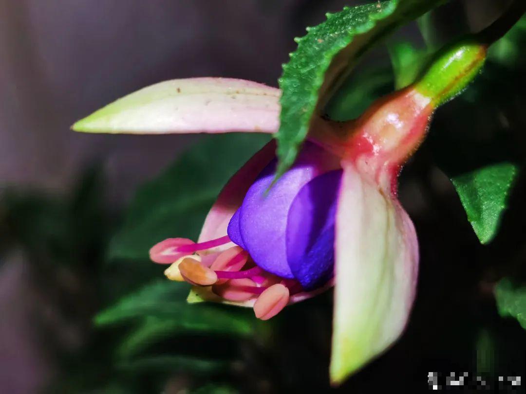 10种花最怕晒，搬进屋里养，不然要死光