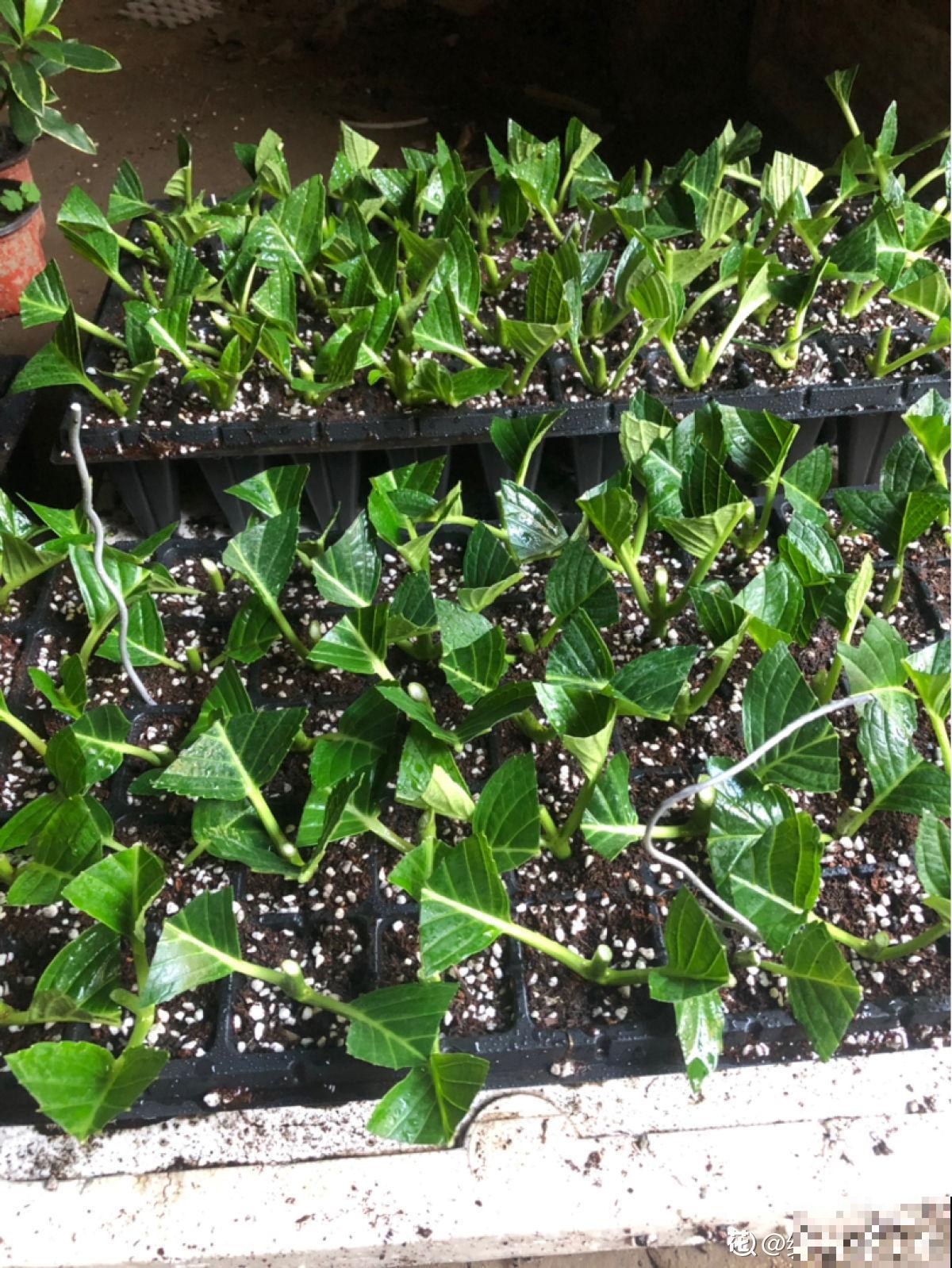 秋天要抓住机会扦插，5种花现在扦插正合适，生根率很高