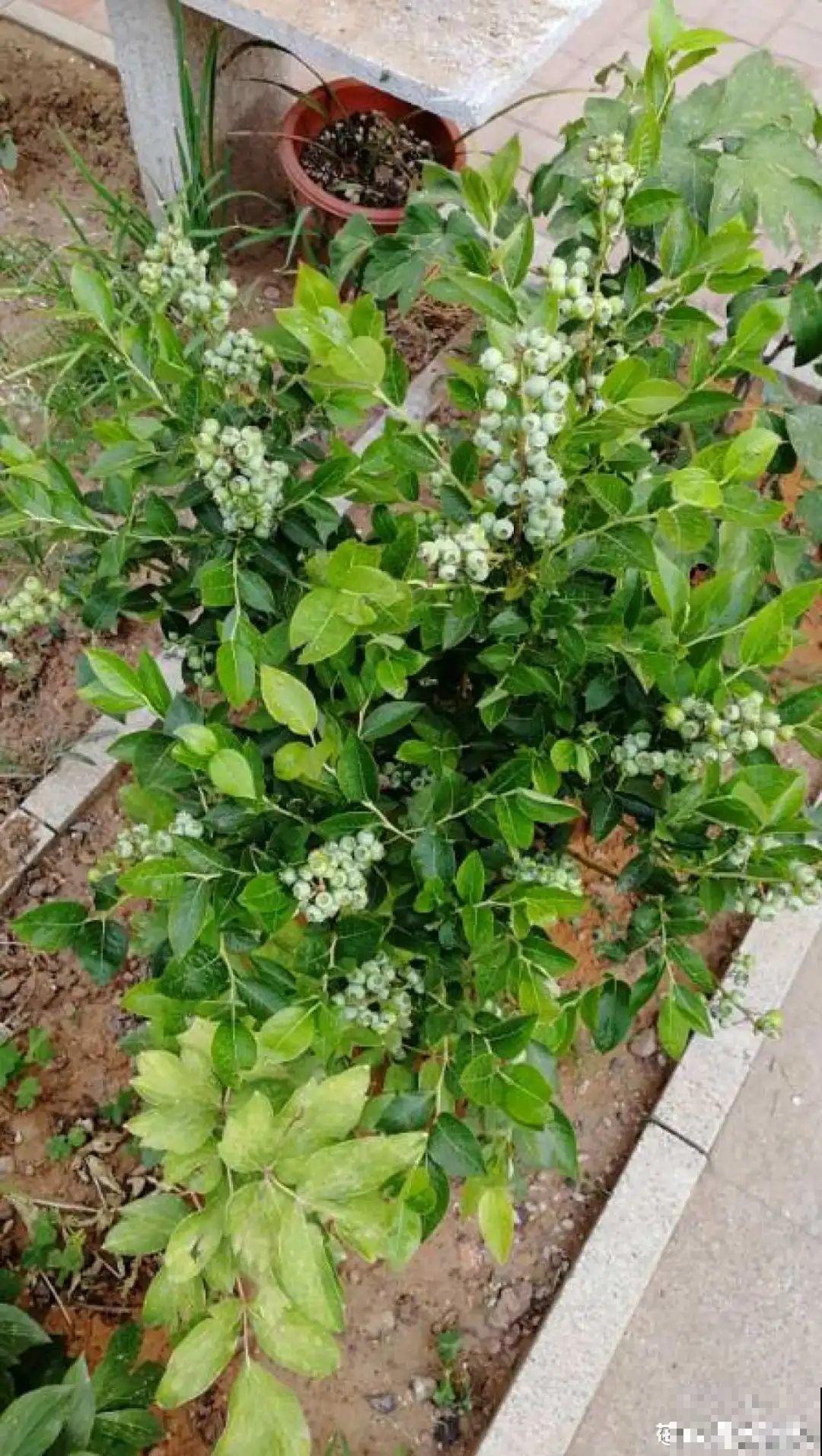 南北方都能养的蓝莓，家里种一棵，果子又大又甜