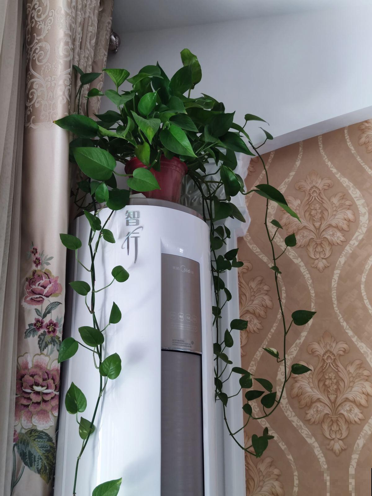 不用给足光照就能长得旺，这3种植物放家里，光照少也能长得好