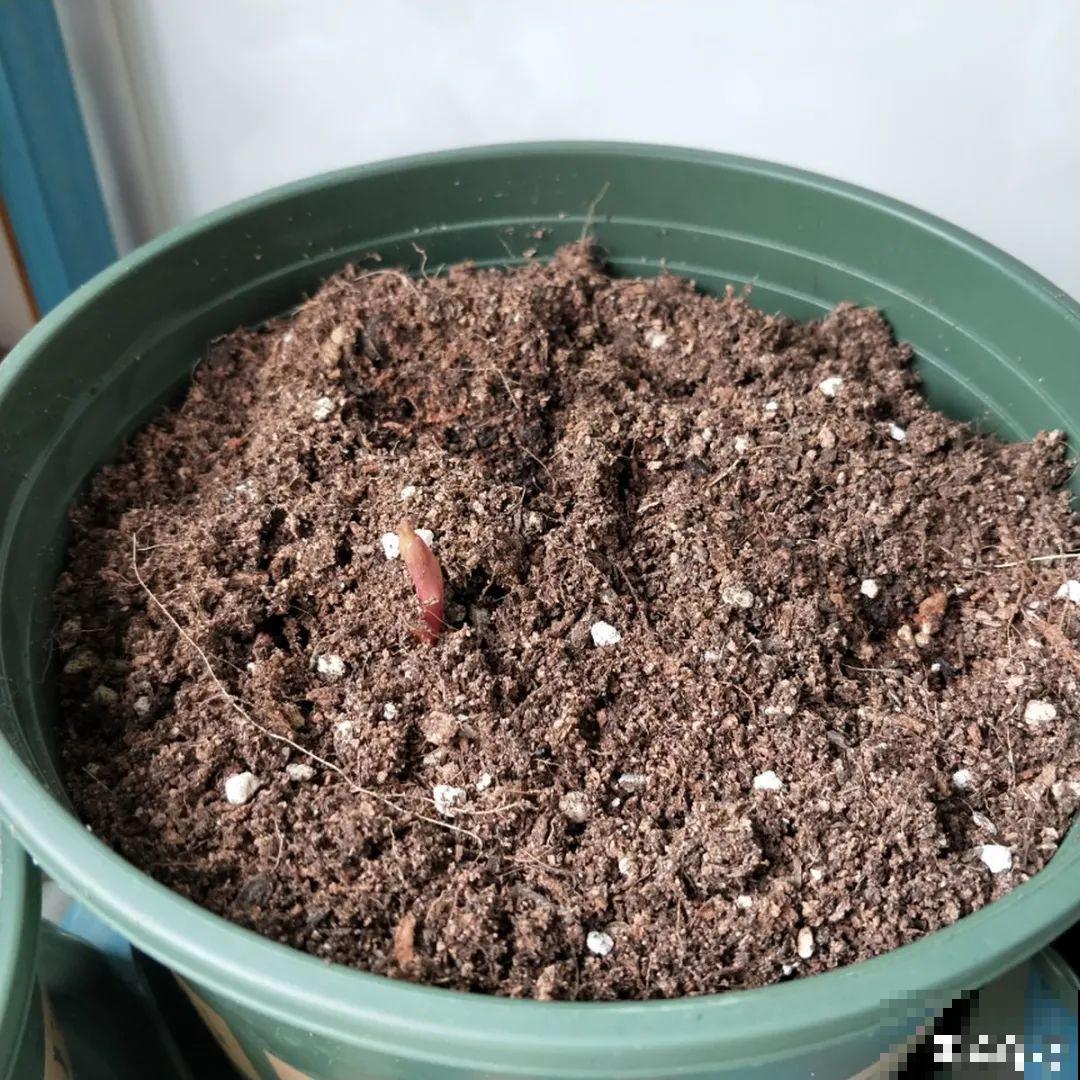 换盆时间到,换好后植物呼呼长,不换全年不开花 换盆时间到,换好后植物呼呼长,不换全年不开花