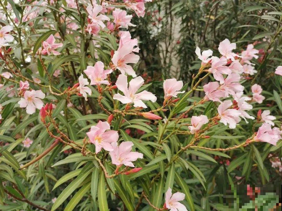 家门口长出这10种草,赶紧拔掉,不然会惹麻烦 家门口长出这10种草,赶紧拔掉,不然会惹麻烦