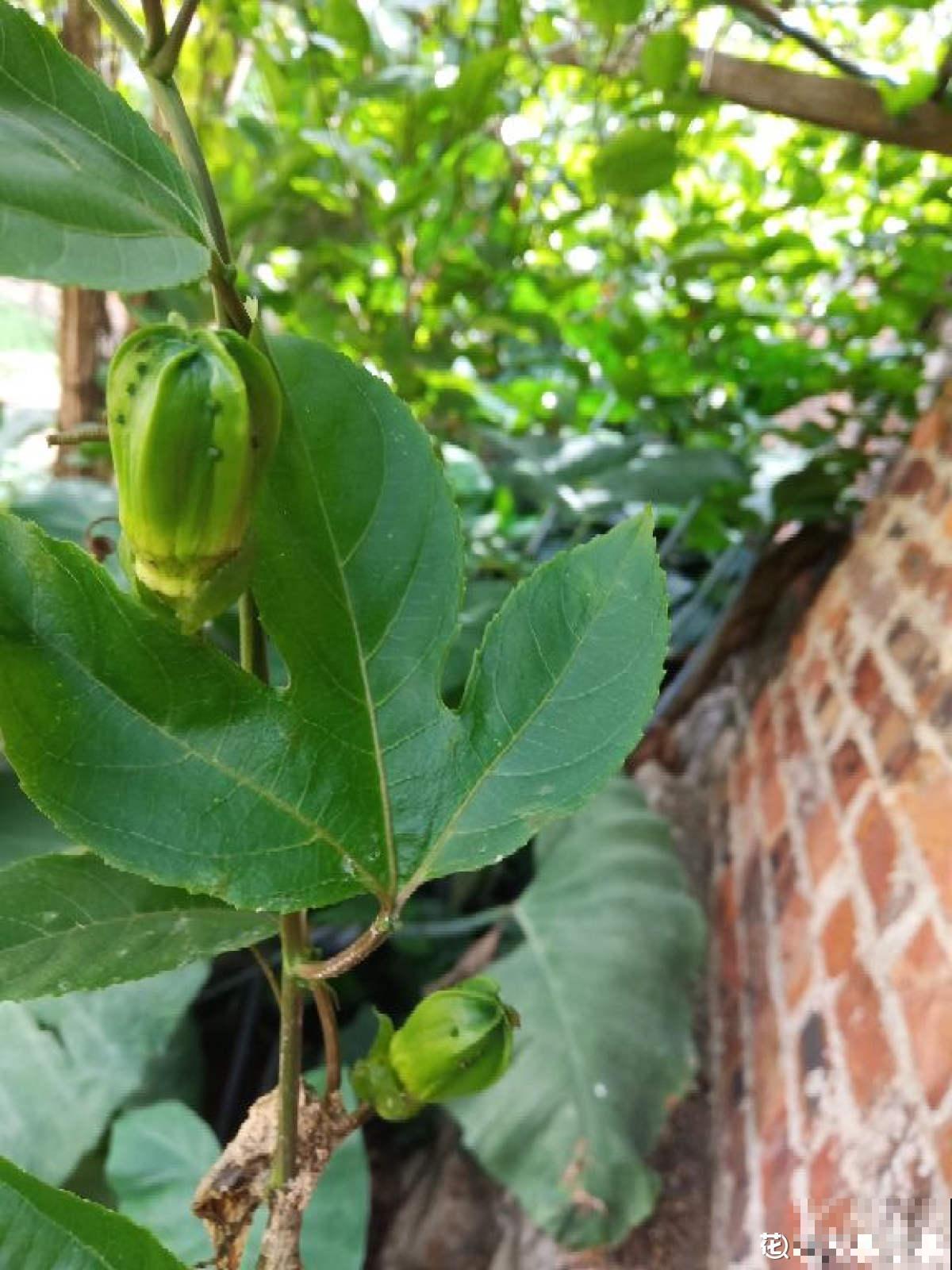 一棵百香果，3种养殖方法，爬藤扎地任你选