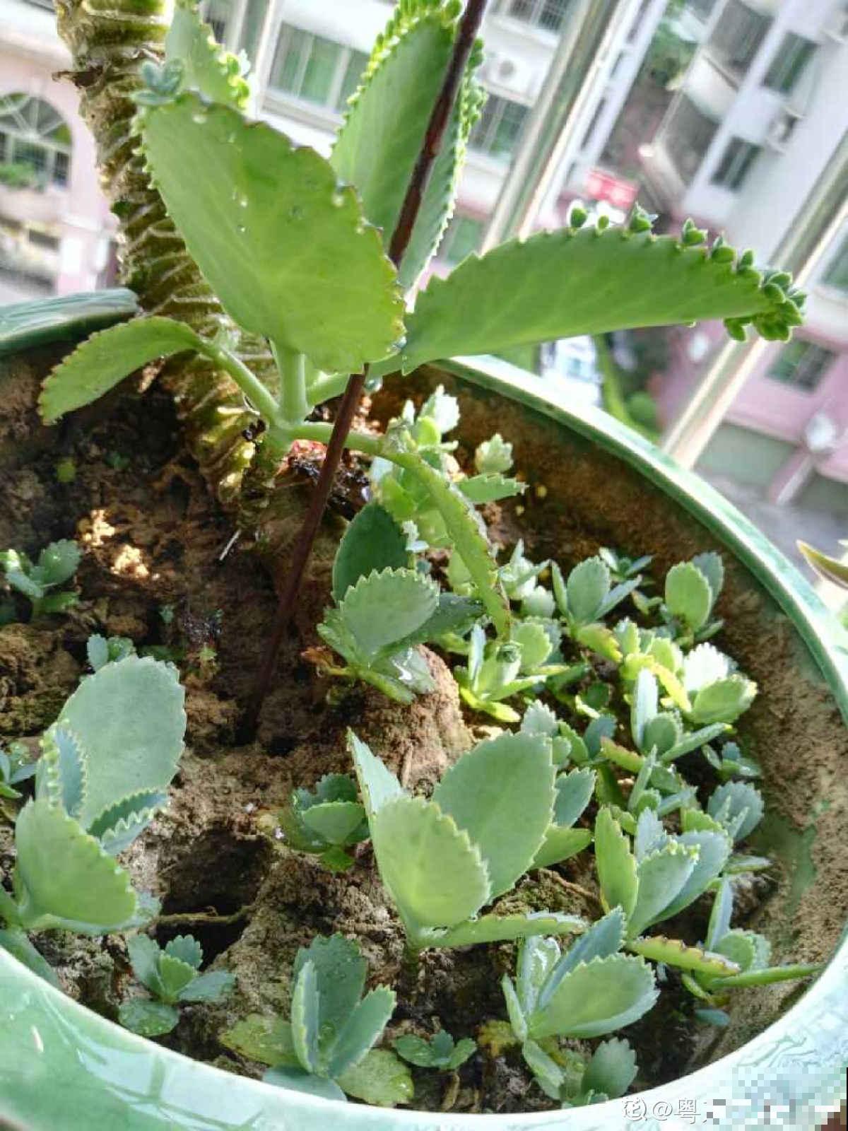 现在养多肉要注意4要点,别让多肉熬过夏天,却死在秋天 现在养多肉要注意4要点,别让多肉熬过夏天,却死在秋天