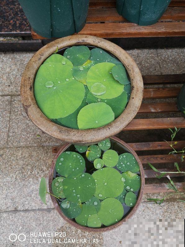 养碗莲做好3点，开花美得像艺术品，拍的照片像修图