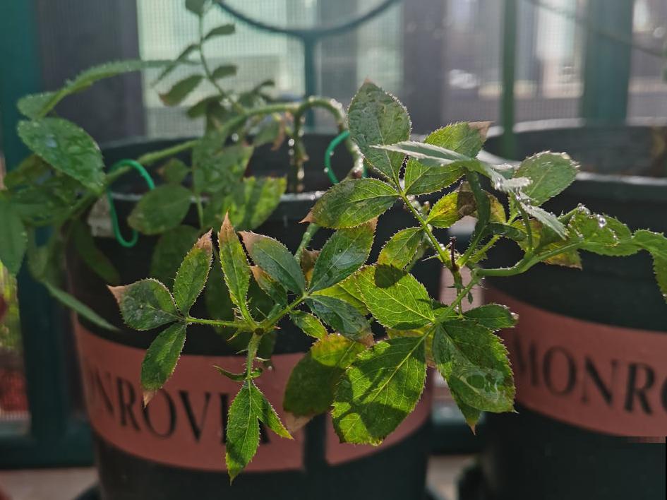 月季的8大黄叶原因，学会后巧避免，植株长得越来越好