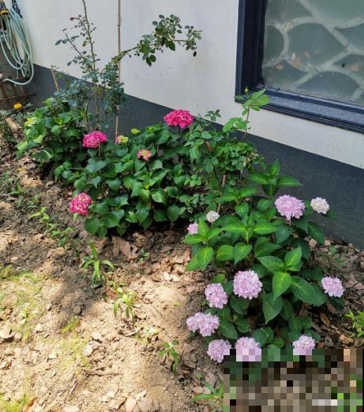 绣球花开得没去年好，赶紧剪两刀，不然一年比一年差