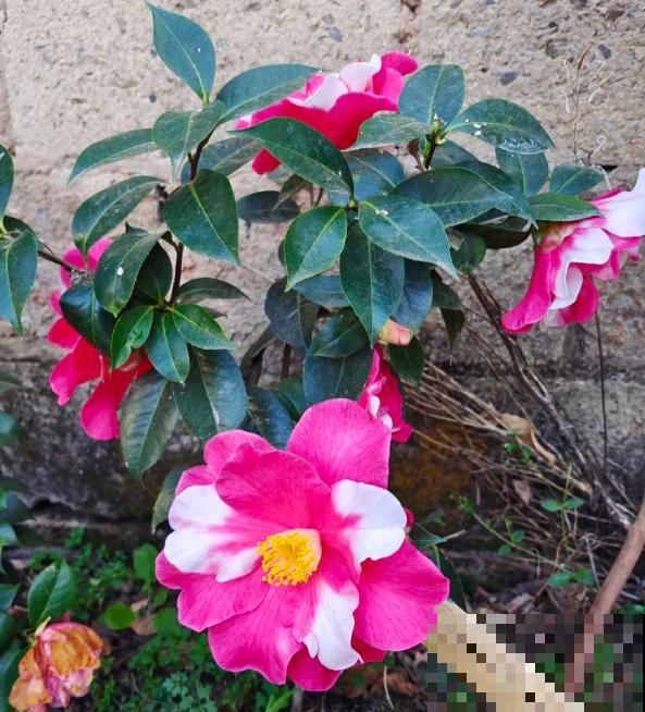 3种花真是“毛病多”，难养难伺候，能养好的都是大神