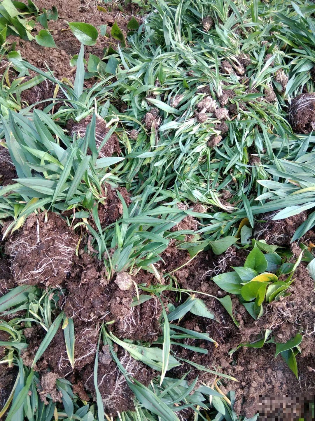 平时的“贵货花”,路边扔了一卡车,赶紧捡回家 平时的“贵货花”,路边扔了一卡车,赶紧捡回家