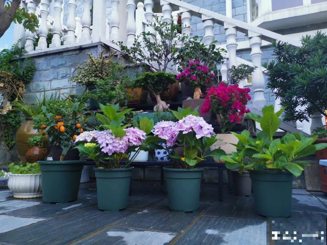 天台花园VS低层庭院,哪里养花更方便? 天台花园VS低层庭院,哪里养花更方便?
