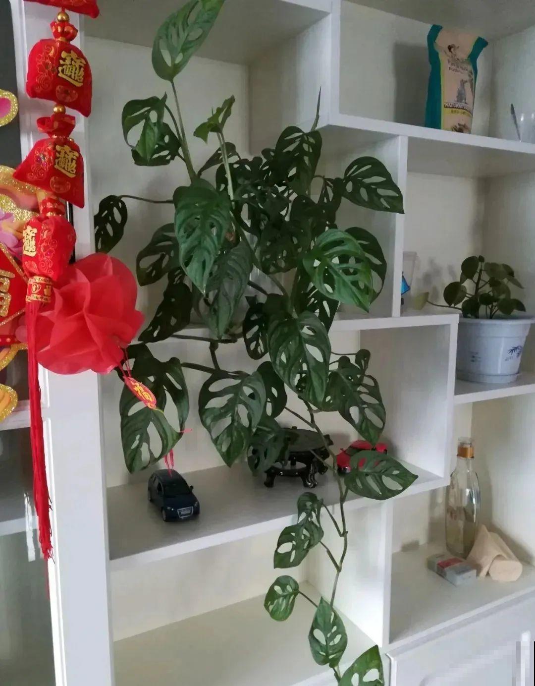 1种花有特点，养在家里变绿色瀑布，家里省了买窗帘