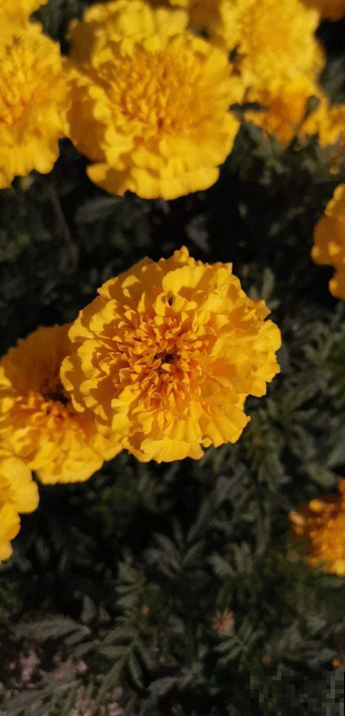 家里有老人，就养4种“寿星花”，好养活寓意好