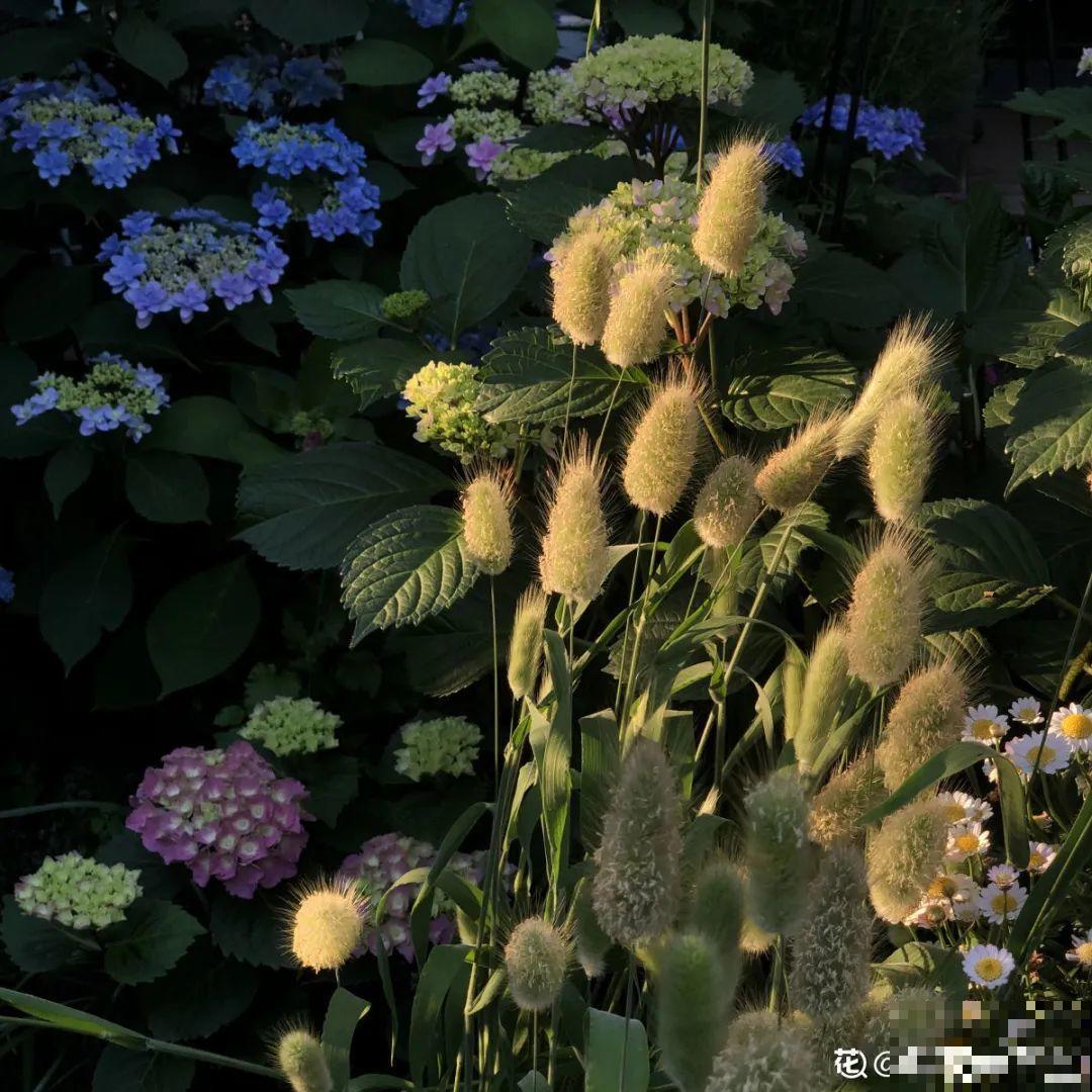 有个小院种种菜,养点花草,忘记半生喧嚣 有个小院种种菜,养点花草,忘记半生喧嚣