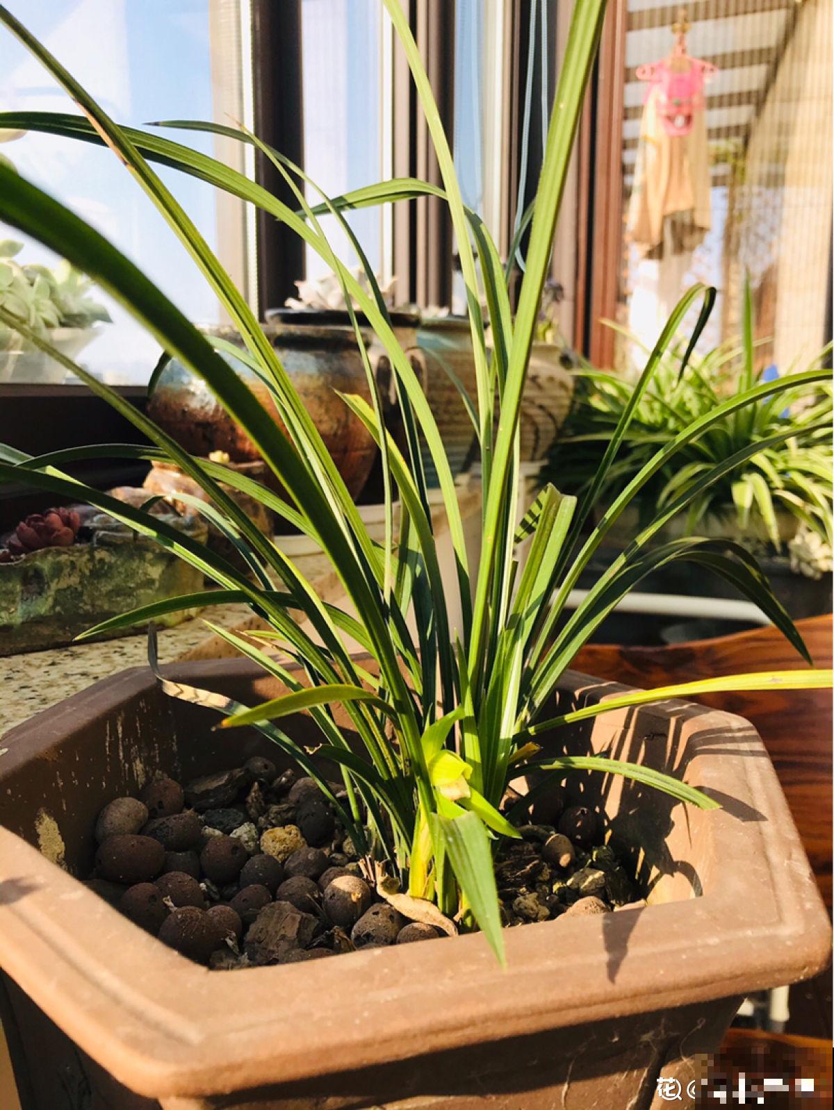 养兰人经常犯的错误，踩“雷”概率挺大，怪不得难养好