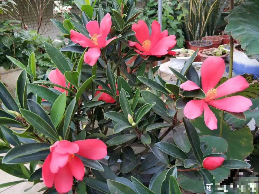 10种花并不是一次性,掌握养护要点,还能复花 10种花并不是一次性,掌握养护要点,还能复花