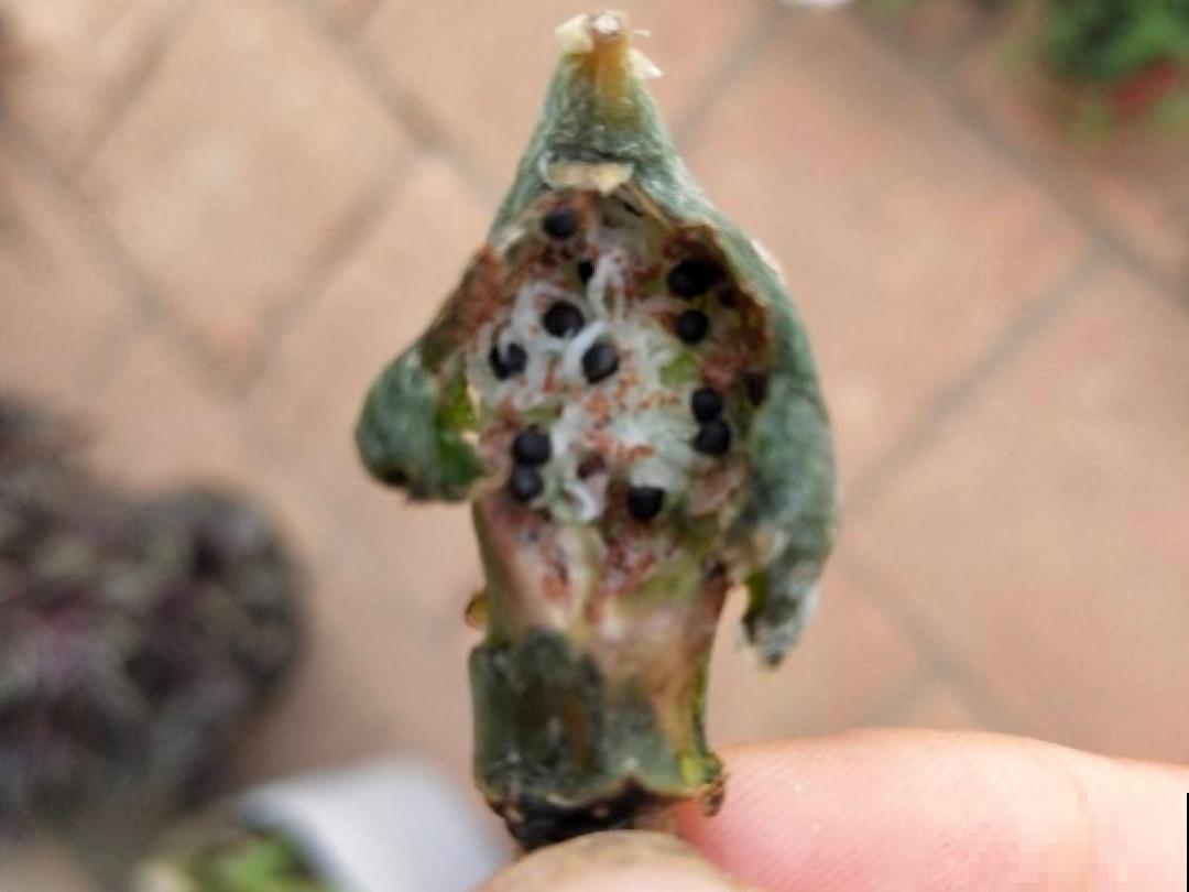 10种花开完不要剪，等20天之后，1盆变多盆