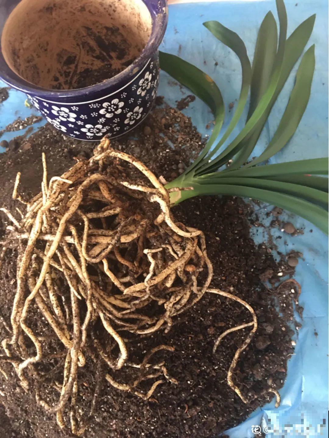 三角梅剪 一剪，搬出去晒晒，呼呼爆花