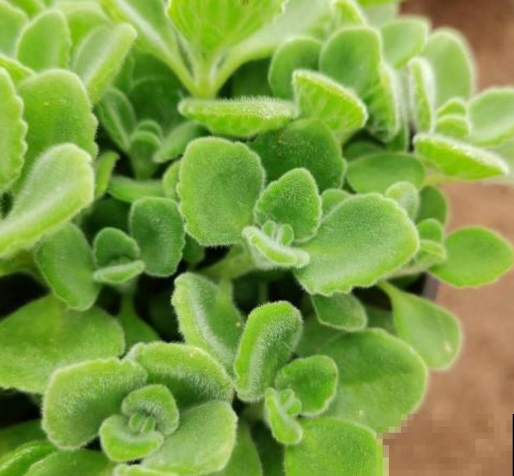 天然安全的驱蚊方法，驱蚊效果好，使用方便