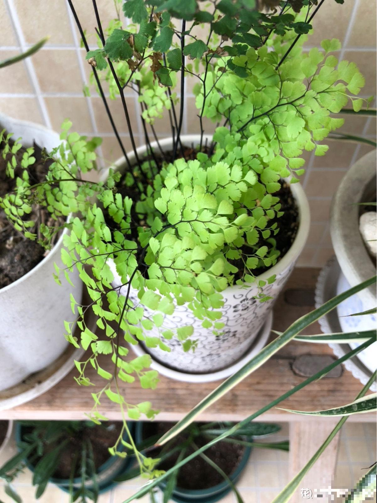 净化空气一把手,这5种植物家中常备,没有的赶紧抱回家 净化空气一把手,这5种植物家中常备,没有的赶紧抱回家