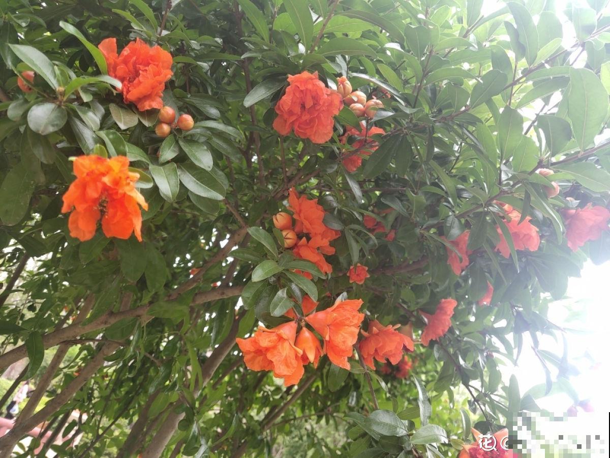 一棵石榴树，只需6步养护，就能边赏花边吃果