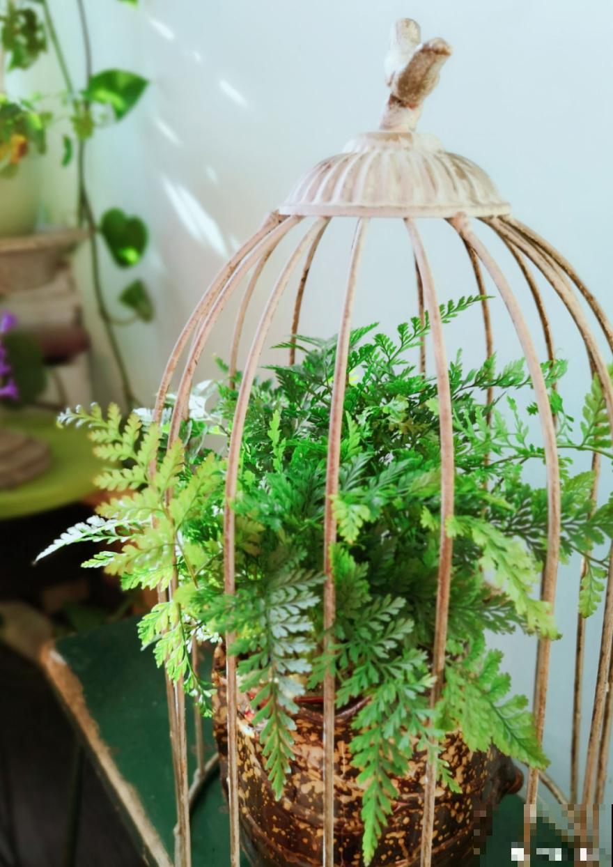 家里别只养绿萝,15种精致耐阴花,光照不好也能长很美 家里别只养绿萝,15种精致耐阴花,光照不好也能长很美