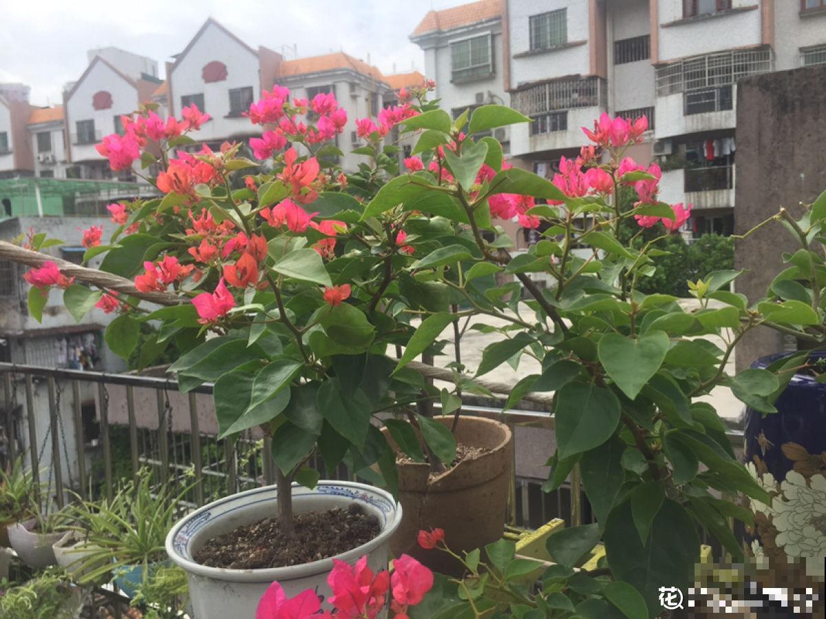 一楼的小院和顶楼的天台,养花人的选择恐惧症,到底哪个好 一楼的小院和顶楼的天台,养花人的选择恐惧症,到底哪个好