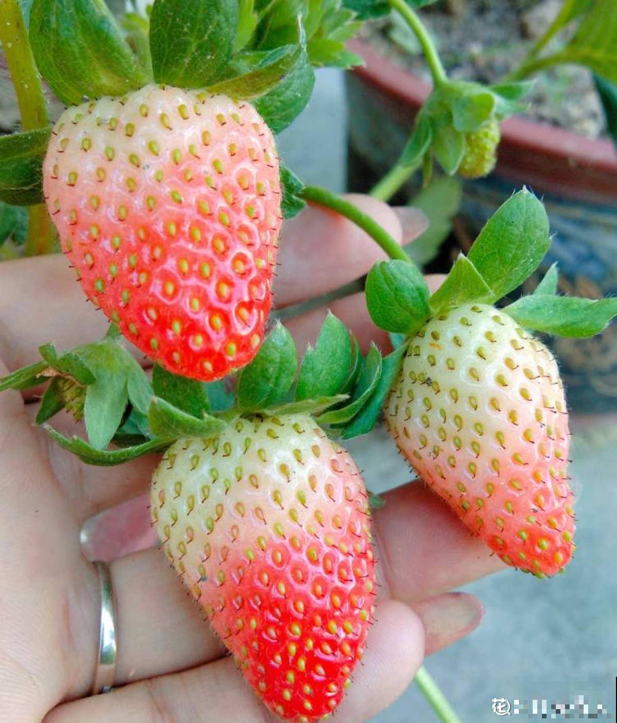 水果总洗不干净，试试这4个妙招，水果洗得安全放心