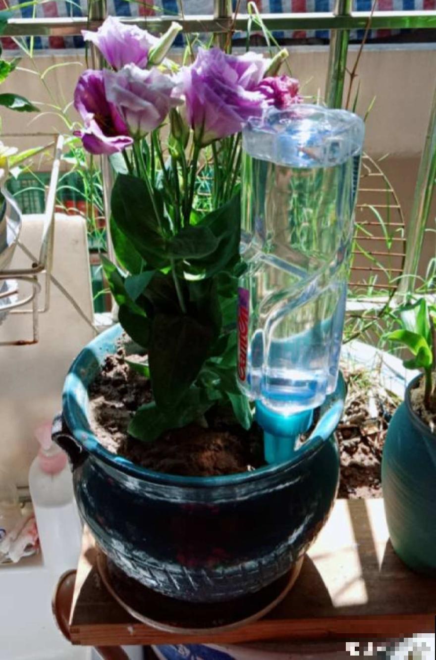 10种花，一天不见水就萎缩，狂补水就对了！