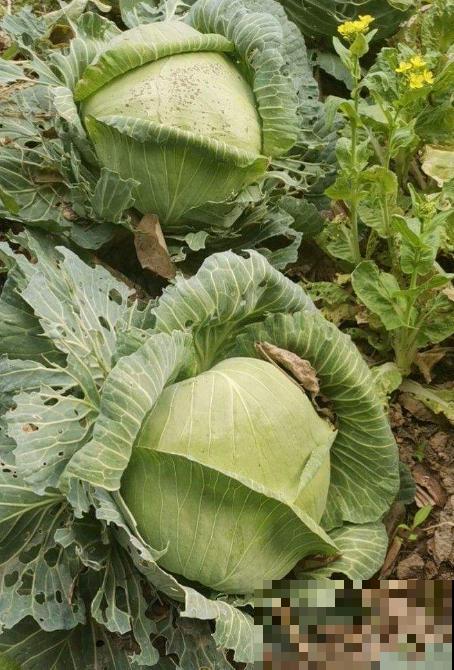 长得像蔬菜的植物，可千万不能吃，中毒就麻烦了