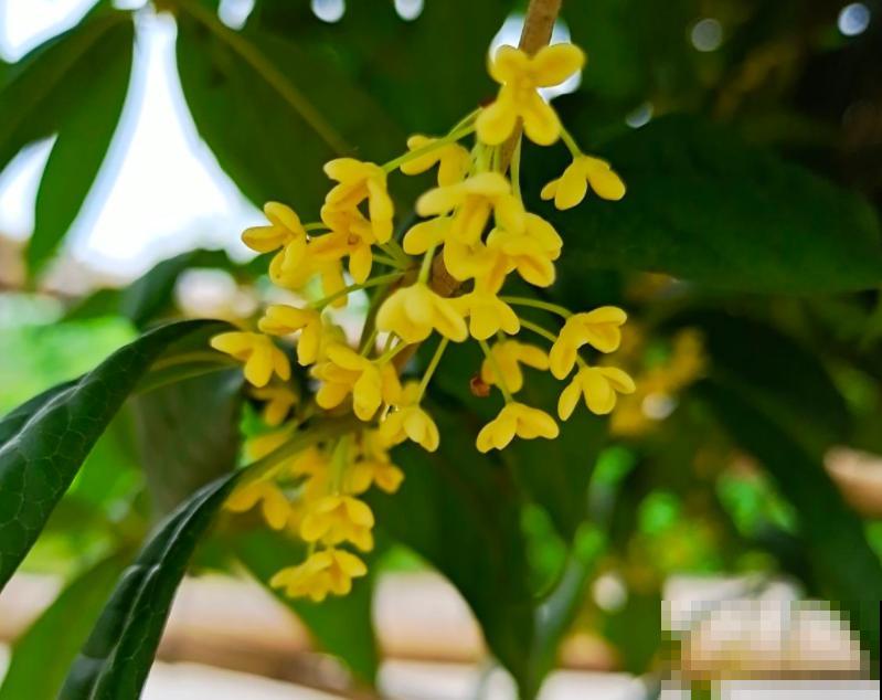 桂花一挪就死，究竟是为啥？